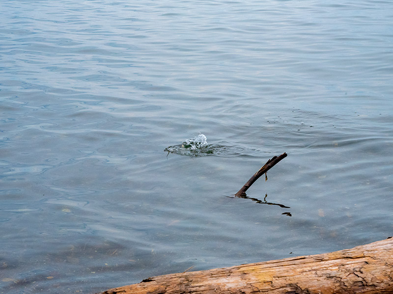 琵琶湖でケタバス釣りに挑戦