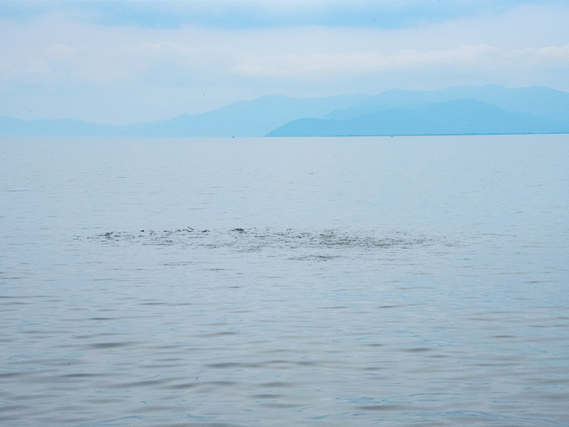 琵琶湖の湖面に鮎の群れ
