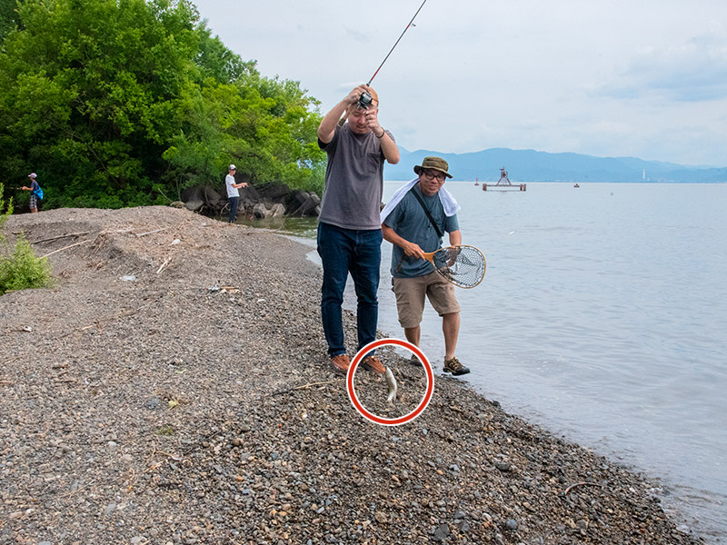 琵琶湖でケタバスが釣れた