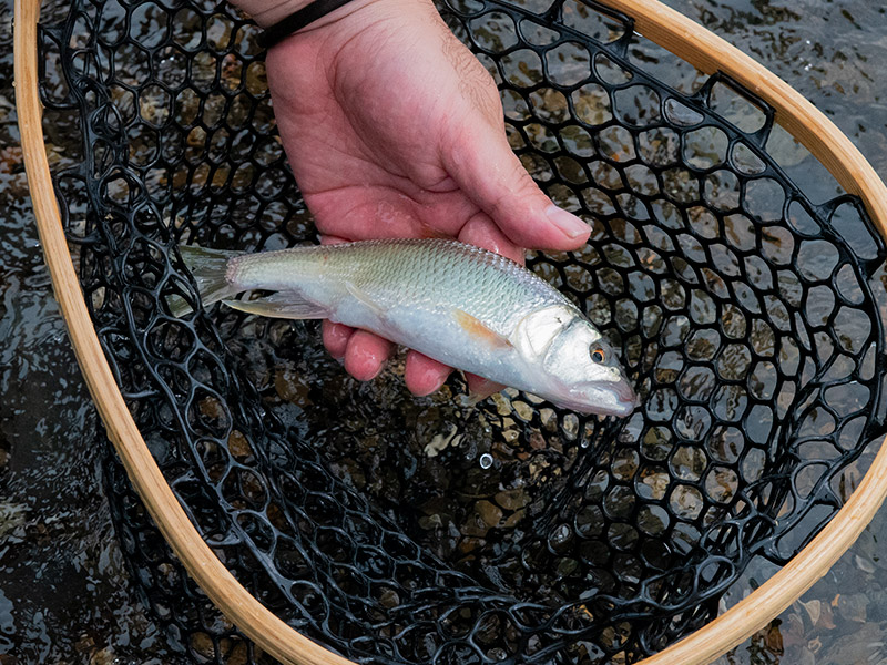 ケタバス釣り