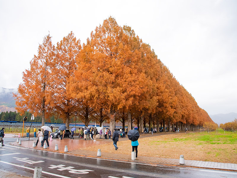 新日本街路樹百景マキノのメタセコイア並木