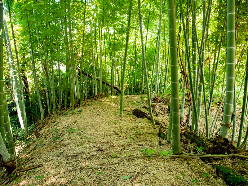 下坂氏館跡の土塁