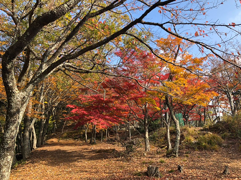 小谷城跡の紅葉