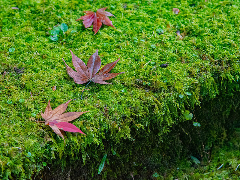 【秋の行楽地を満喫】滋賀県長浜市のおすすめ紅葉スポットをまとめて紹介！