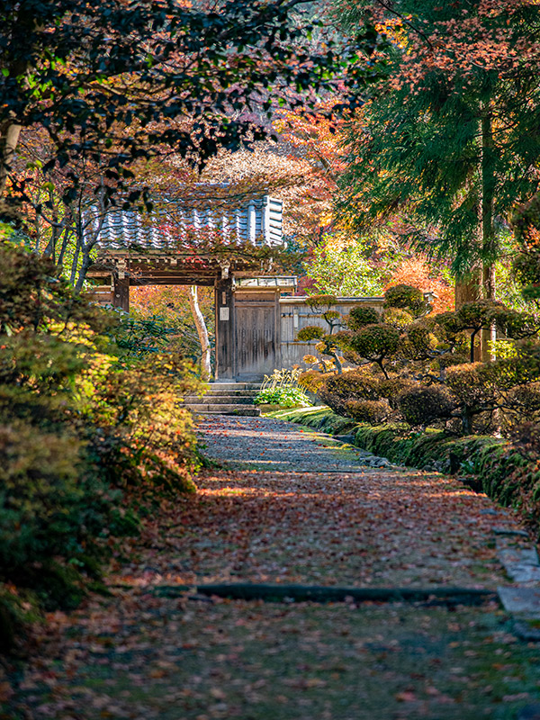 近江孤篷庵の参道からみる紅葉