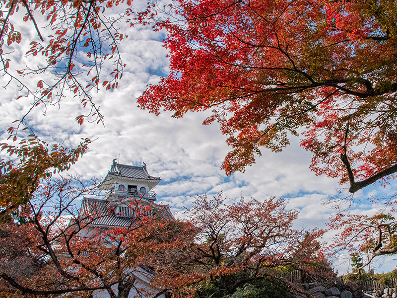 長浜城の紅葉