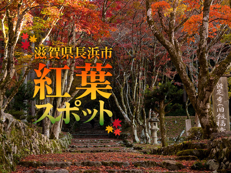 【秋の行楽地を満喫】滋賀県長浜市のおすすめ紅葉スポットをまとめて紹介！