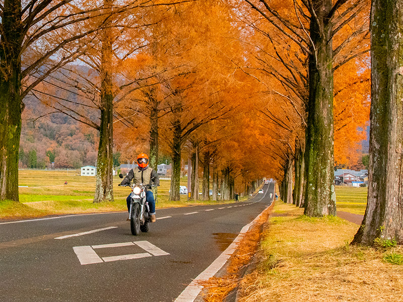 滋賀県高島市のメタセコイア並木道をバイクで走る