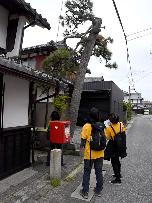 北国街道沿いのお屋敷にある松の木