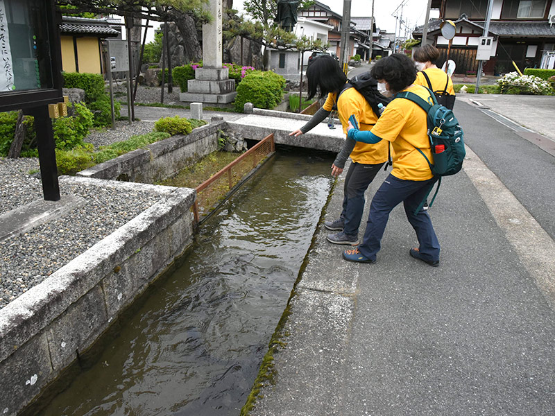 村の中をお通る川に鯉がいた