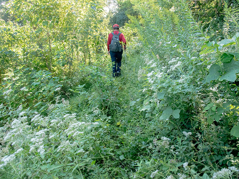佐和山の道なき道