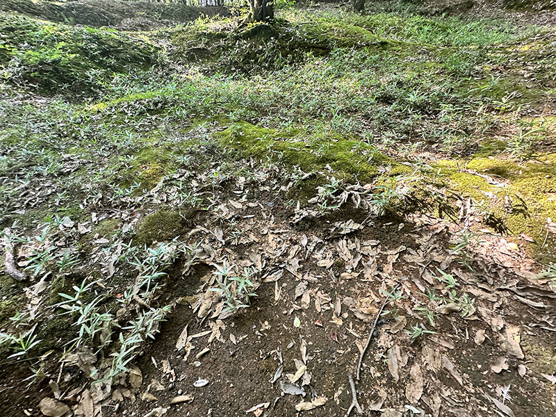 田村山にある鯉ヶ池の中へ入ると確かにここだけ地面が湿っていた。
